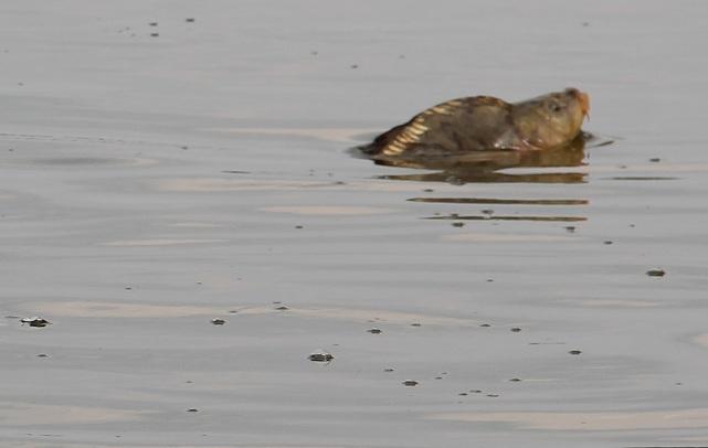 10 tone de crap la Pescarium Corbeanca